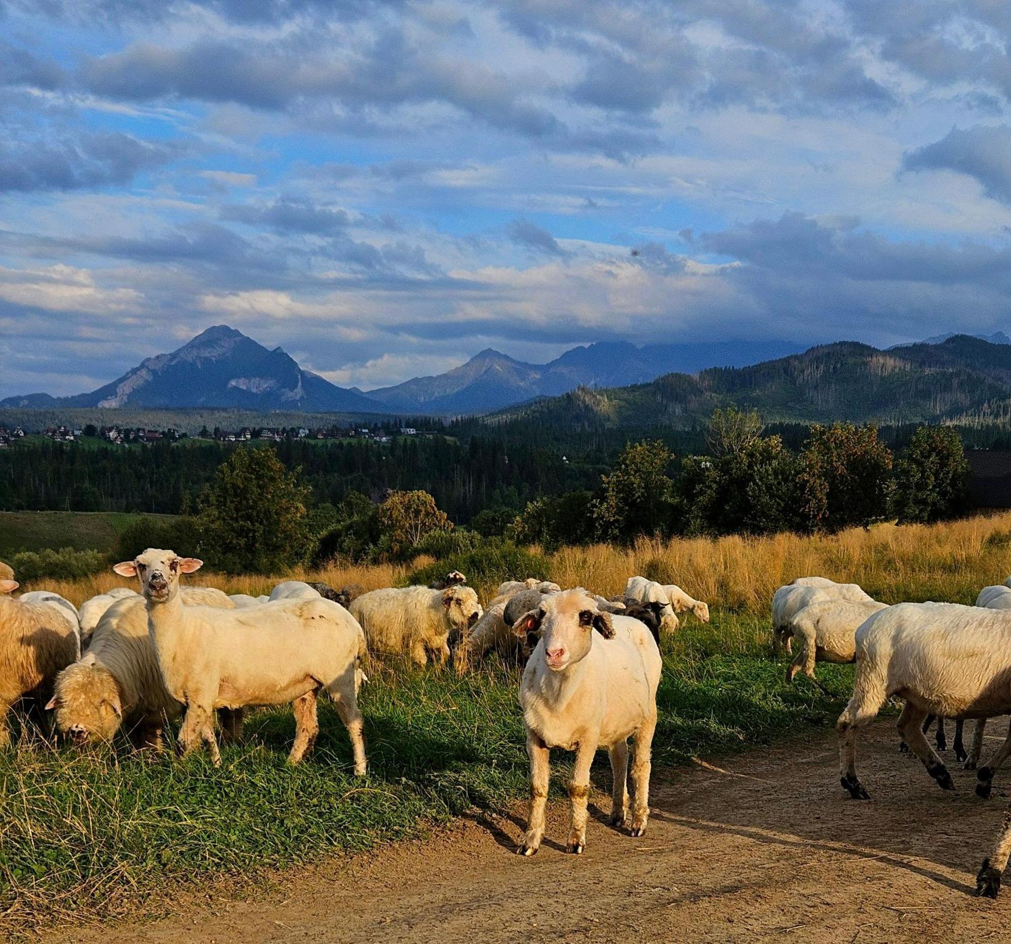 Góralska W Zakopanem Domek alpejski