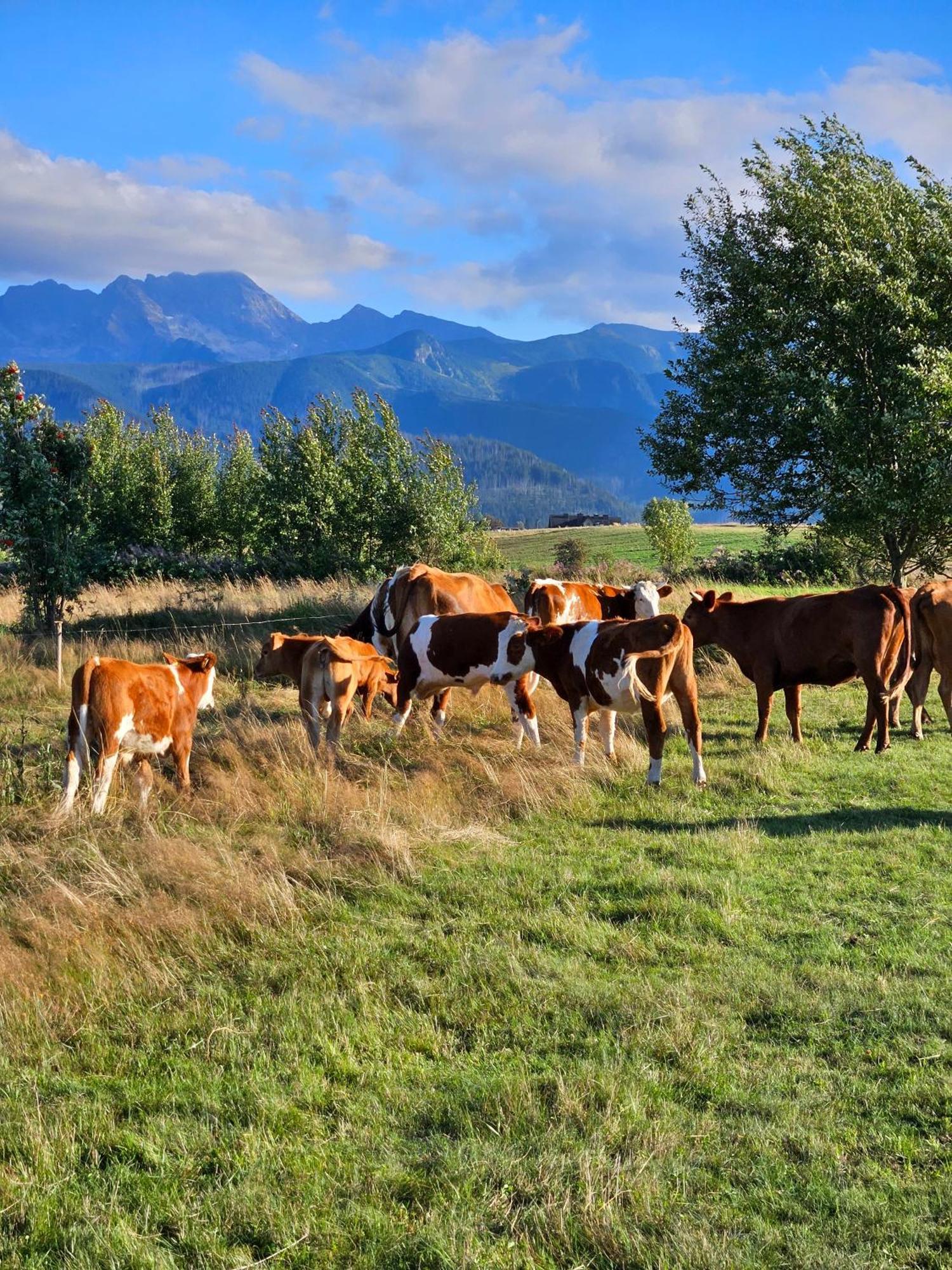 Goralska Chatka 2 Highland Cottage - Split Ac, Jacuzzi, Sauna, Private Parking, Mountains View, Garden, Zakopane * Zakopane